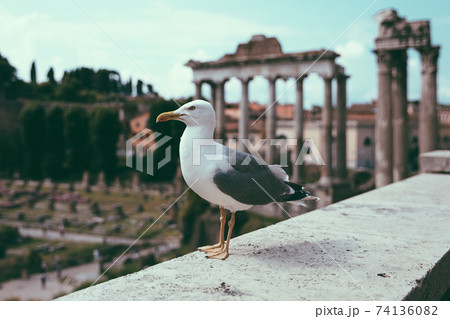 Mediterranean gull seating on stones of Roman forum in Rome, Italy 74136082