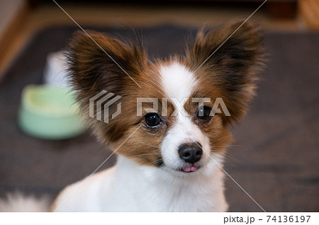 パピヨンのふわふわ柴犬カットの写真素材 [74136197] - PIXTA