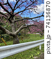 本部町八重岳の桜 74136870