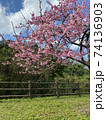 八重岳の桜 74136903