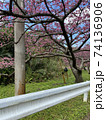 八重岳の桜 74136906