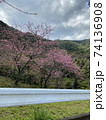 八重岳の桜 74136908