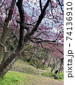 八重岳の桜 74136910