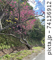 八重岳の桜 74136912
