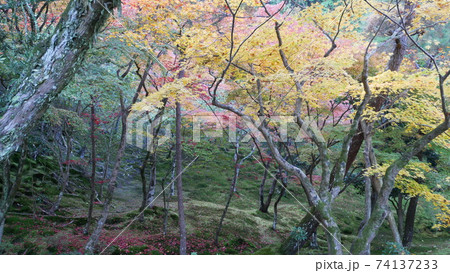 京都の秋 山すそで心静かに過ごす 京都の秋 山すそで心静かに過ごす 74137233