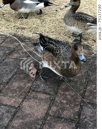 近寄ってきそうな鴨 74137280