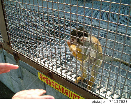 阿蘇カドリードミニオンのリス猿の写真素材