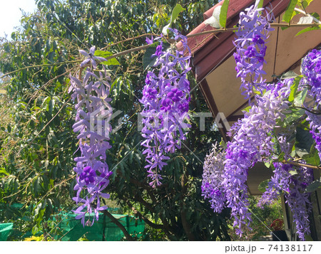 Sandpaper vine, Queens Wreath, Purple Wreath flower blooming in my garden photo. 74138117