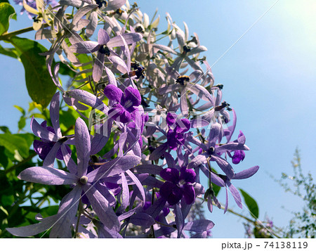 Sandpaper vine, Queens Wreath, Purple Wreath flower blooming in my garden photo. 74138119