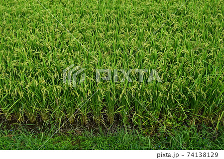 膨らみ始めた稲穂 74138129