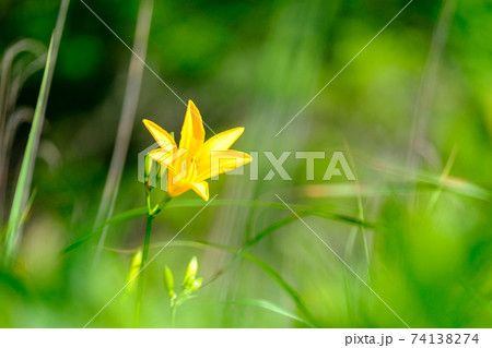 ニッコウキスゲ（八島ヶ原湿原にて） 74138274