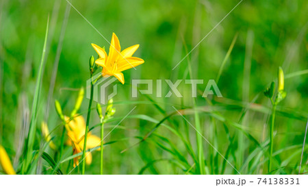 ニッコウキスゲ(八島ヶ原湿原にて) ニッコウキスゲ(八島ヶ原湿原にて) 74138331