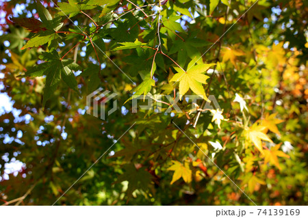 大分の紅葉の名所 陽目渓谷 紅葉の景色 大分の紅葉の名所 陽目渓谷 紅葉の景色 74139169