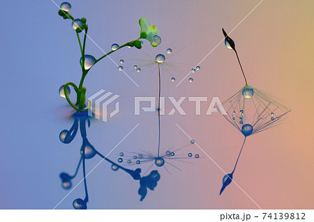 水滴写真　創作写真 74139812