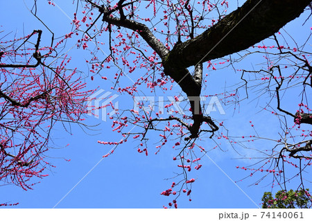 寒梅 寒梅 74140061