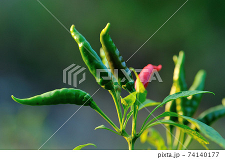 Growing pepper Organic farming in mountains Growing pepper Organic farming in mountains 74140177