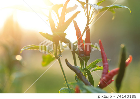Growing  pepper Organic farming in sunset 74140189
