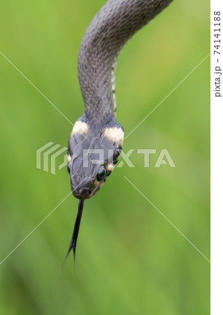 harmless small snake, grass snake, Natrix natrix 74141188