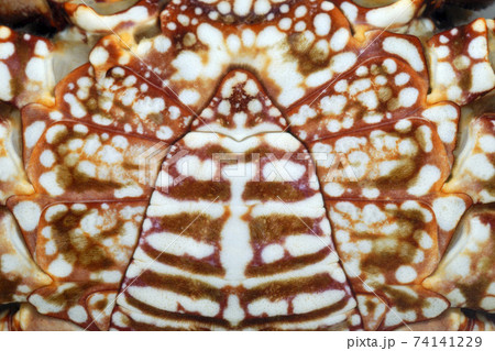 ショウジンガニの腹部　グラフィック素材 74141229