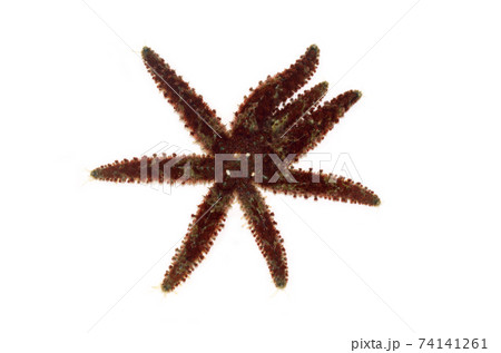 ヤツデヒトデ　白バック 74141261