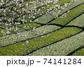 白梅の咲くパッチワークのような茶畑 74141284