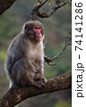 木の上で佇むボス猿 74141286