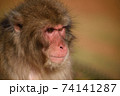 一点を見つめる猿 74141287