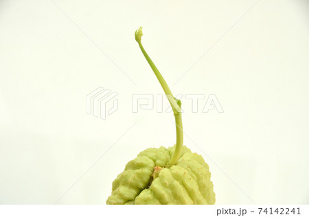 芽が出た隼人瓜・発芽したはやとうり 74142241