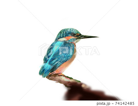 青い宝石の様な羽を持つ美しいカワセミと森の背景 74142485