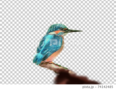 青い宝石の様な羽を持つ美しいカワセミと森の背景 74142485