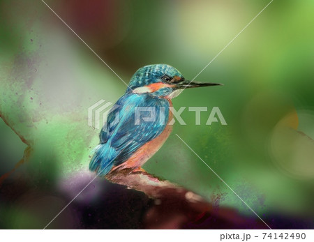 青い宝石の様な羽を持つ美しいカワセミと森の背景のイラスト素材