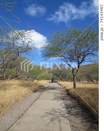 ダイヤモンドヘッドまでの道 74143467