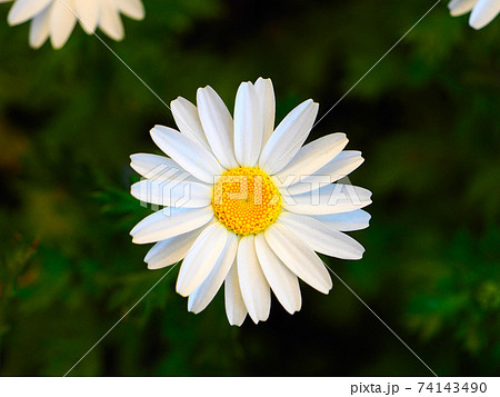 真上から見たノースポールの花の写真素材 [74143490] - PIXTA