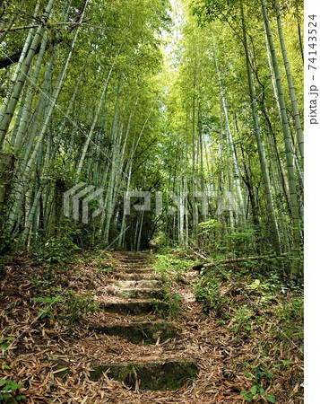 先人を見守った竹林の古道をのぼる 74143524
