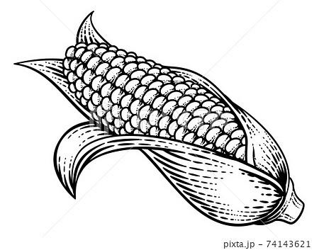 Corn Vegetable Vintage Woodcut Illustration 74143621