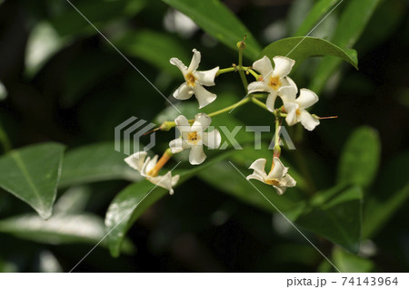 定家葛　花 74143964