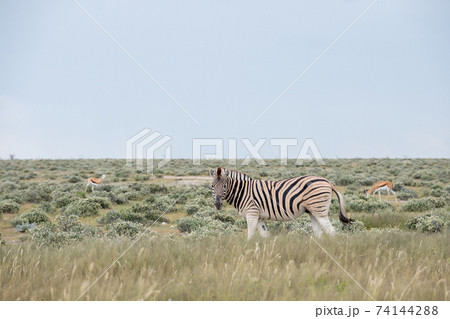 Burchell's (Plain's) zebra Burchell's (Plain's) zebra 74144288