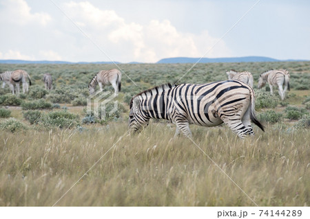 Burchell's (Plain's) zebra 74144289