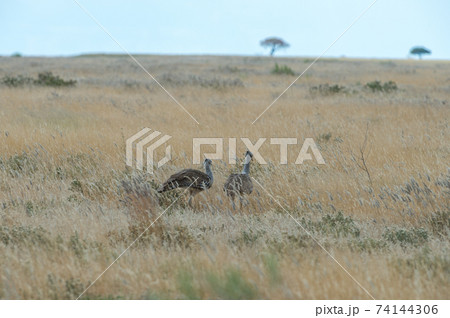 Kori bustard 74144306
