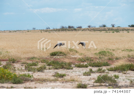 Blue crane Blue crane 74144307