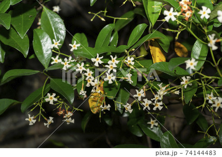定家葛　花 74144483