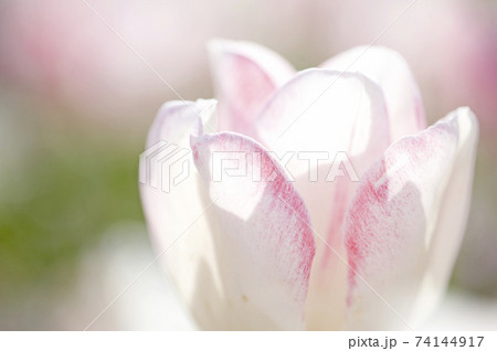 花びらにピンクの模様入りの白いチューリップの写真素材
