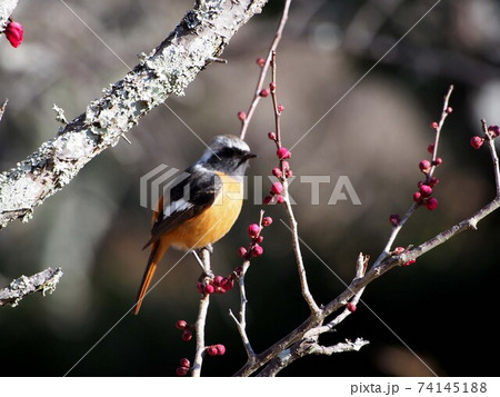 紅梅の枝にとまってポーズをとるオスのハイバネジョウビタキ 紅梅の枝にとまってポーズをとるオスのハイバネジョウビタキ 74145188