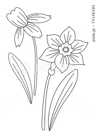 Spring flower narcissus. Flower, bud and leaves. Vector drawing. Black Line, outline. White background Spring flower narcissus. Flower, bud and leaves. Vector drawing. Black Line, outline. White background 74146385