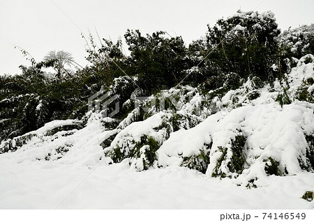 大雪で倒れた裏山の竹 大雪で倒れた裏山の竹 74146549
