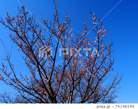 日立市かみね公園の紅寒桜 74146594