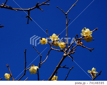 立春の日立市諏訪梅林の蝋梅 74146595