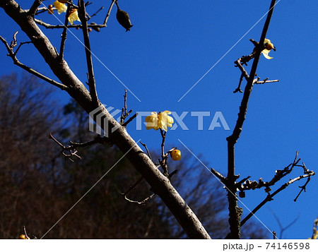 立春の日立市諏訪梅林の蝋梅 74146598