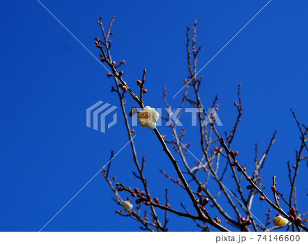 立春の日立市諏訪梅林の白梅 74146600