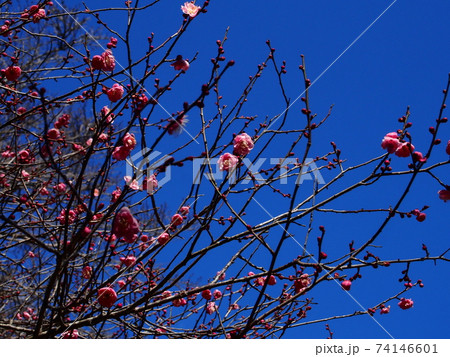 立春の日立市諏訪梅林の紅梅 74146601